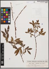 Salix aurita L. x Salix viminalis L.